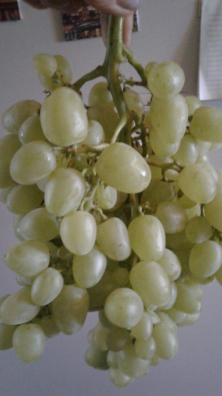 Үзең үстергән виноград тәмлерәк