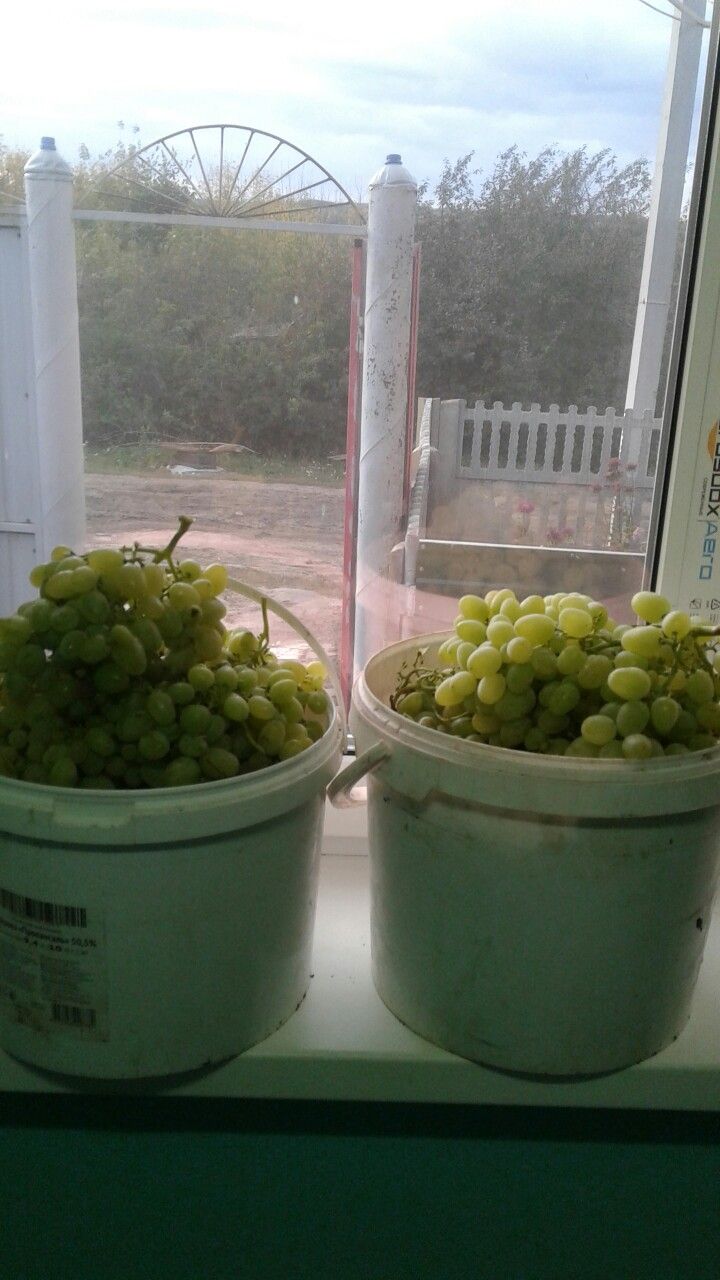 Үзең үстергән виноград тәмлерәк
