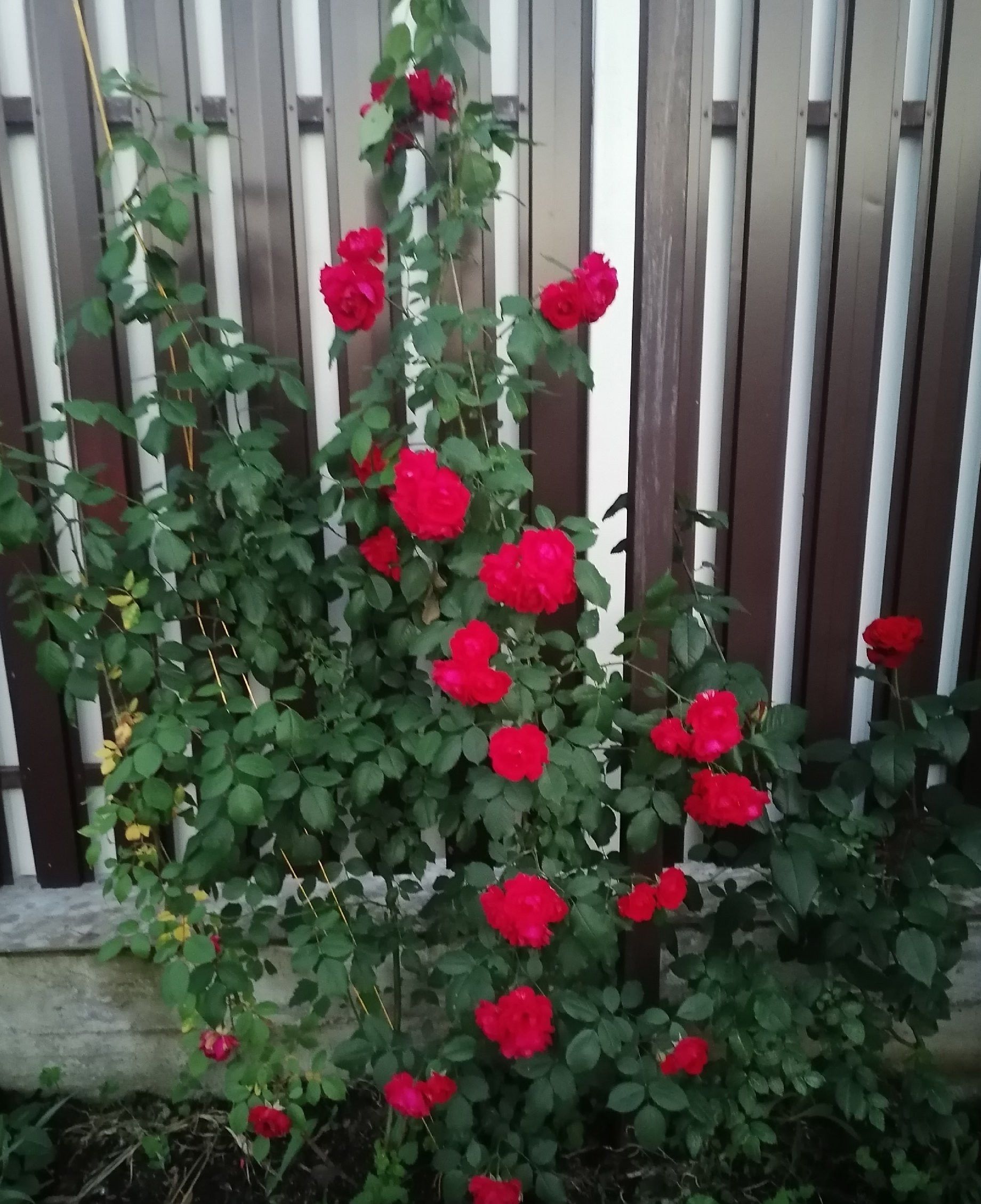 Розаларны кайгыртып