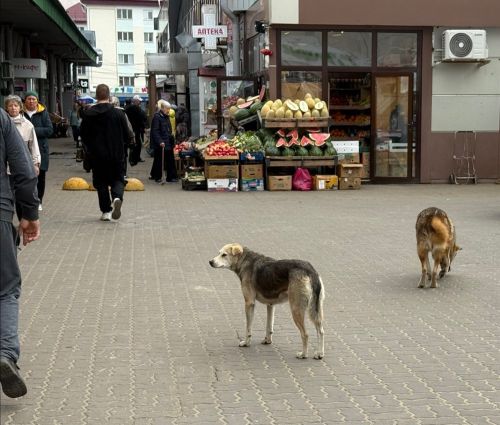 Янә сукбай этләр... Васильевода ир-атка һөҗүм иткәннәр