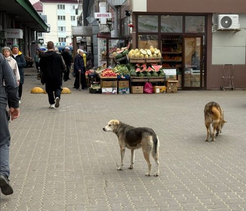 Янә сукбай этләр... Васильевода ир-атка һөҗүм иткәннәр