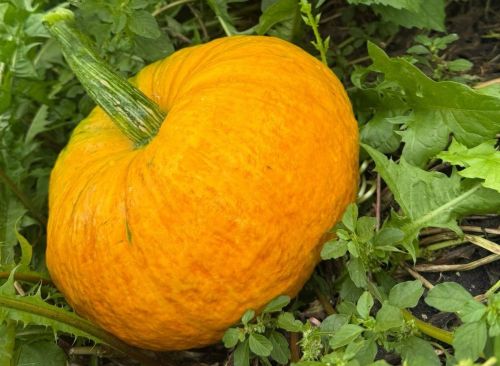 Кабак суы бөерләрдән вак ташларны һәм комны чыгара