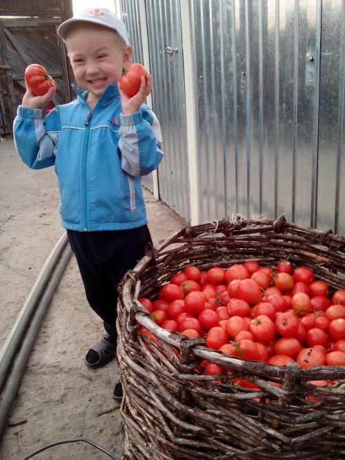 Кышка помидорны ничек дөрес чәчәргә?
