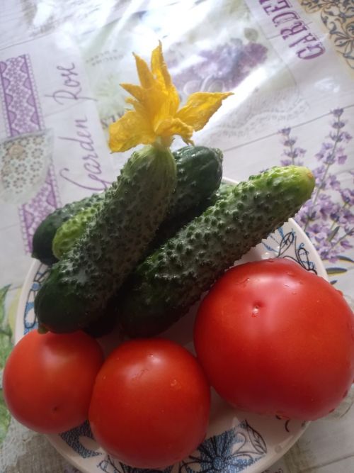 Бакчаңдагысына ни җитә: Укучыбыз язмасы