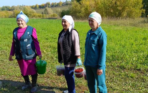 Бакырчының «Хәзинә» кызлары урманда гөлҗимеш җыйды