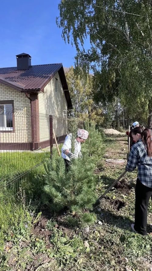 Олы Карагуҗа авылы җирле үзидарәсенә төзелгән яңа бина әйләнәсенә яшь наратлар утырттылар