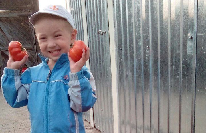 Кышка помидорны ничек дөрес чәчәргә?
