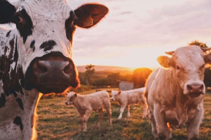 Зеленодольский район в лидерах по увеличению численности поголовья крупного рогатого скота