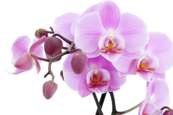 Орхидея үстерүчеләргә 4 киңәш