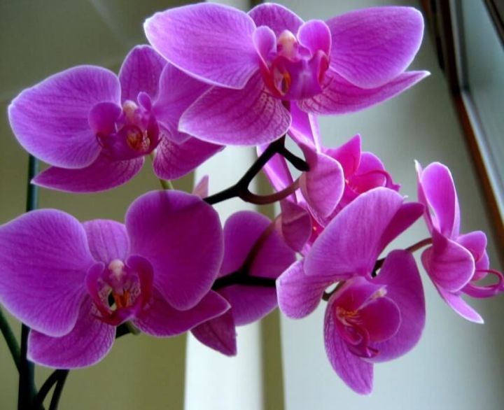 Орхидея капризлы чәчәк