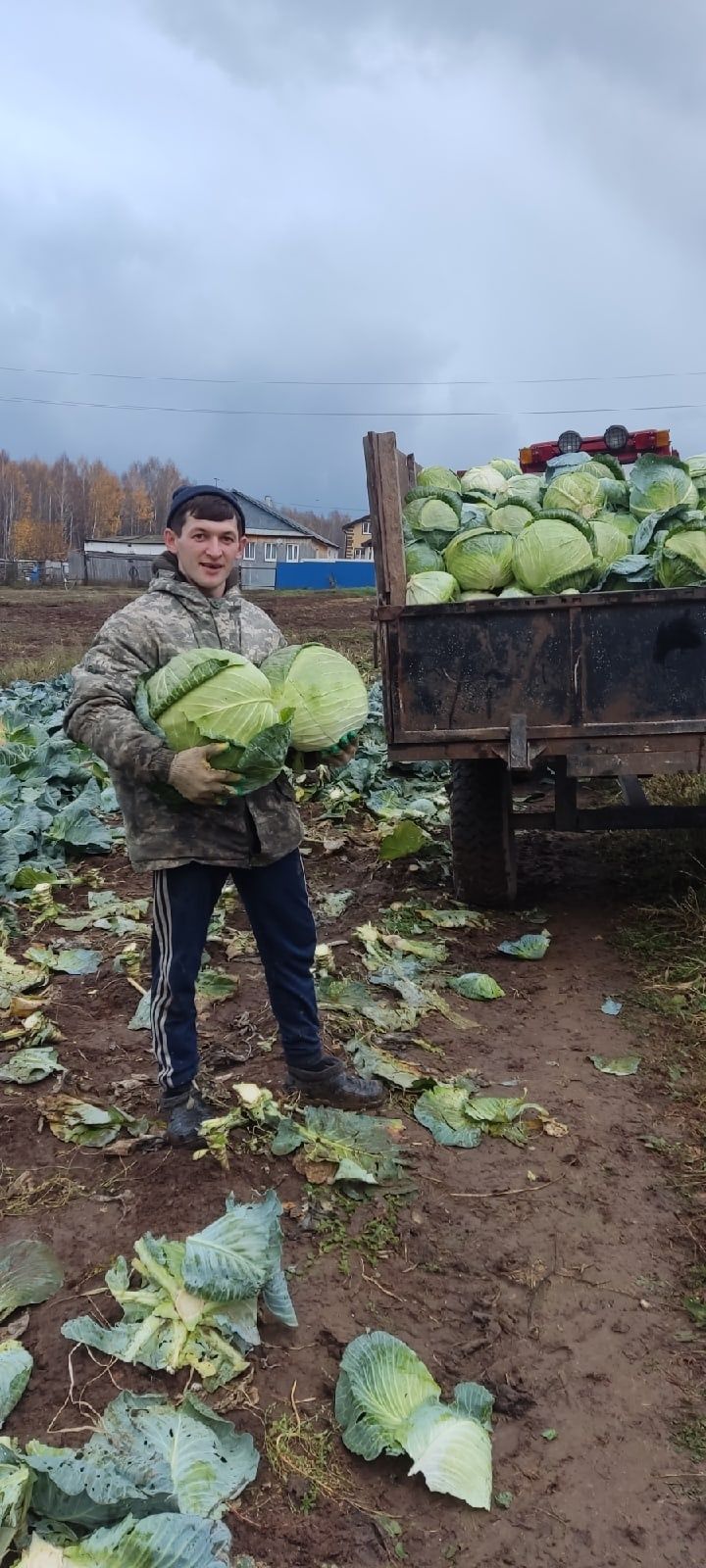 Бакчаларыбызда иң соңгы булып җыела торган яшелчә – кәбестәгә дә чират җитте