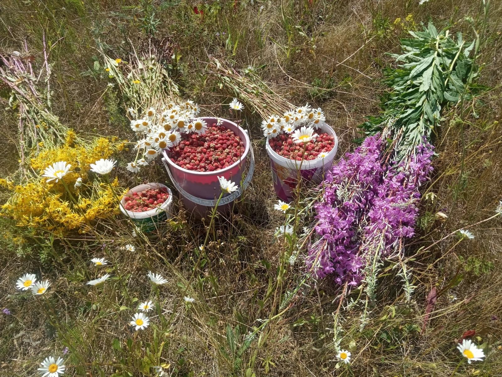 Матур җәй айлары аллы-гөлле чәчкәләре, сайрар кошлары, яшел тугайлары белән генә түгел, тәмледән тәмле җиләк-җимешләре белән дә бай чор