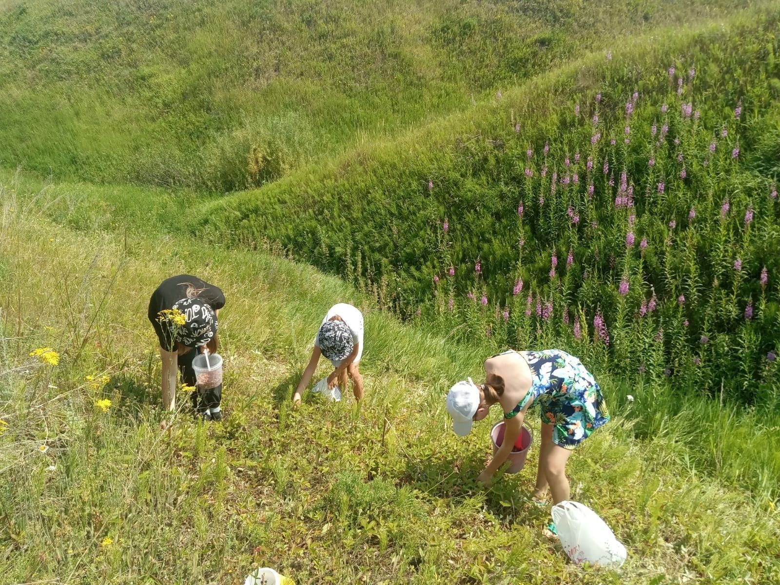 Матур җәй айлары аллы-гөлле чәчкәләре, сайрар кошлары, яшел тугайлары белән генә түгел, тәмледән тәмле җиләк-җимешләре белән дә бай чор