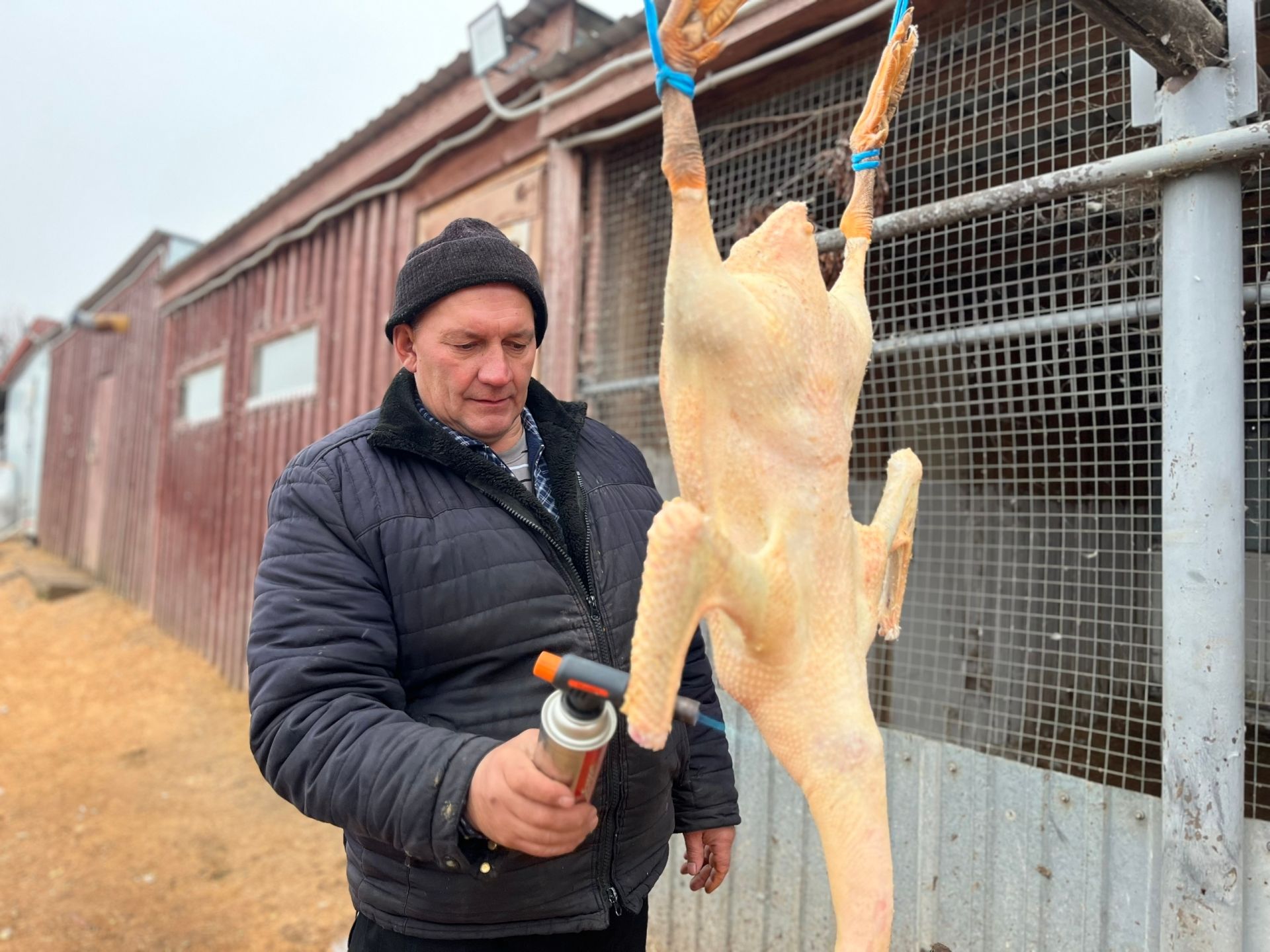 Авылларда каз өмәләре гөрли
