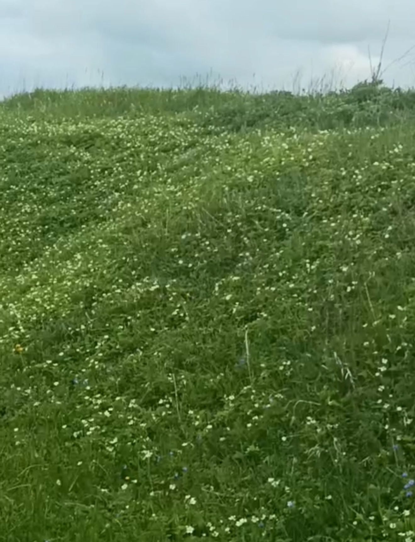 Җиләк сезонын сез дә зарыгып көтәсезме ул, дуслар?