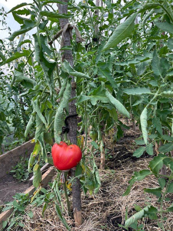 Бакчачы почмагы. Кайсы чара нәрсәдән?
