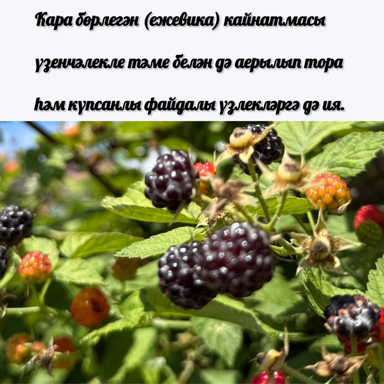 ️Кара бөрлегәннән бик тәмле кайнатма әзерлибез