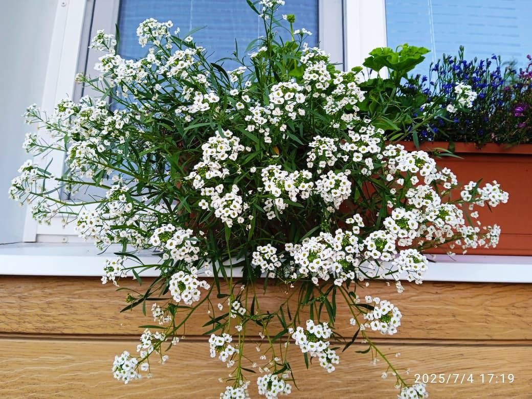 «Өй алдыбыз гөлбакча» бәйгесенең икенче катнашучысы Норлат авылыннан Ландыш Сиразова