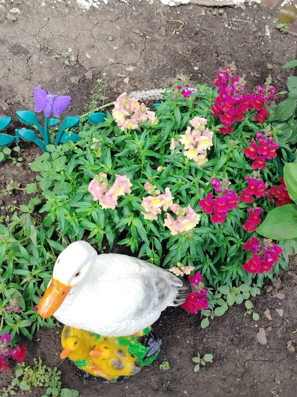«Өй алдыбыз гөлбакча» бәйгесенең чираттагы катнашучысы - Норлат авылыннан Лилия Сибгатуллина