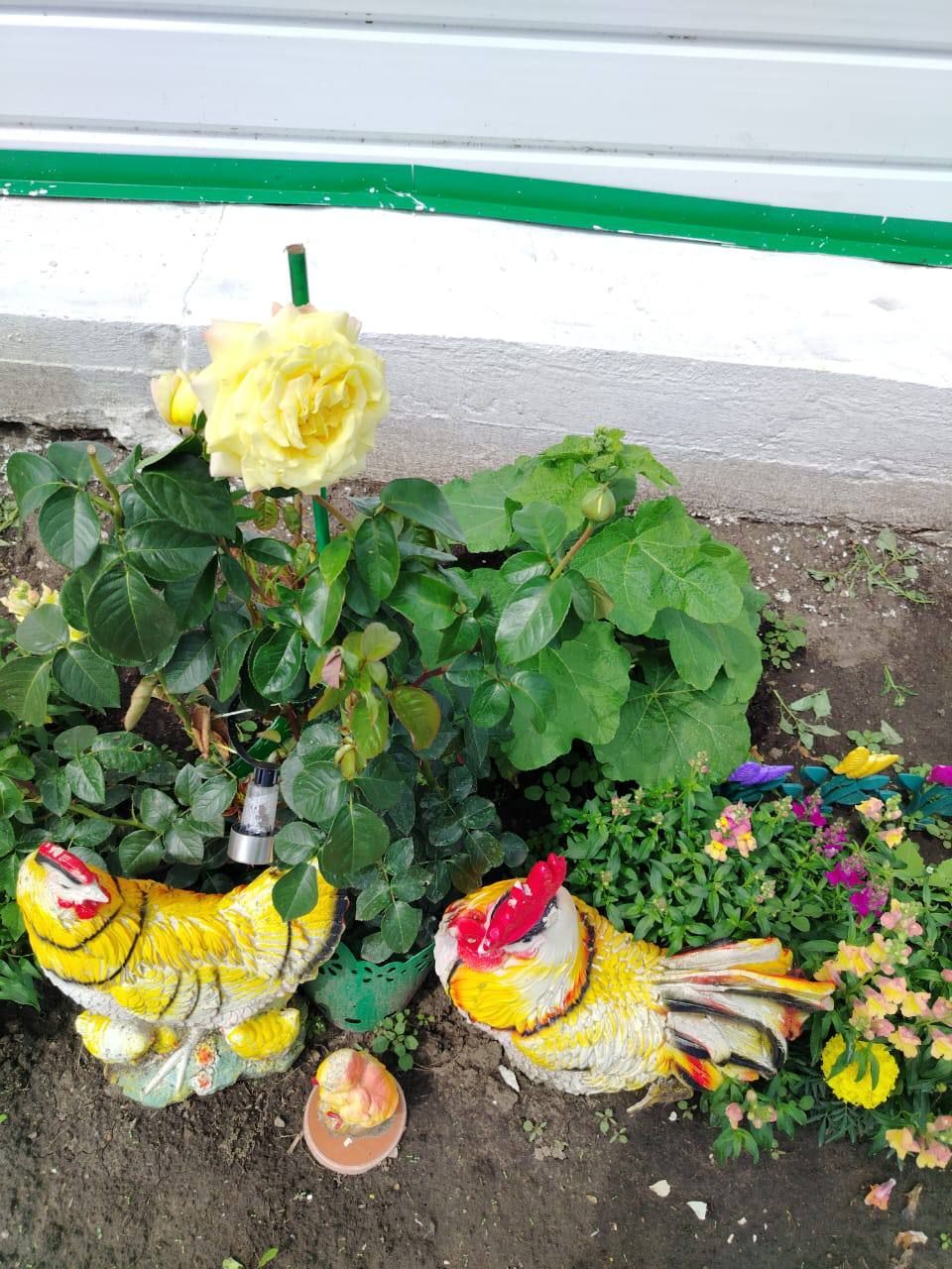 «Өй алдыбыз гөлбакча» бәйгесенең чираттагы катнашучысы - Норлат авылыннан Лилия Сибгатуллина