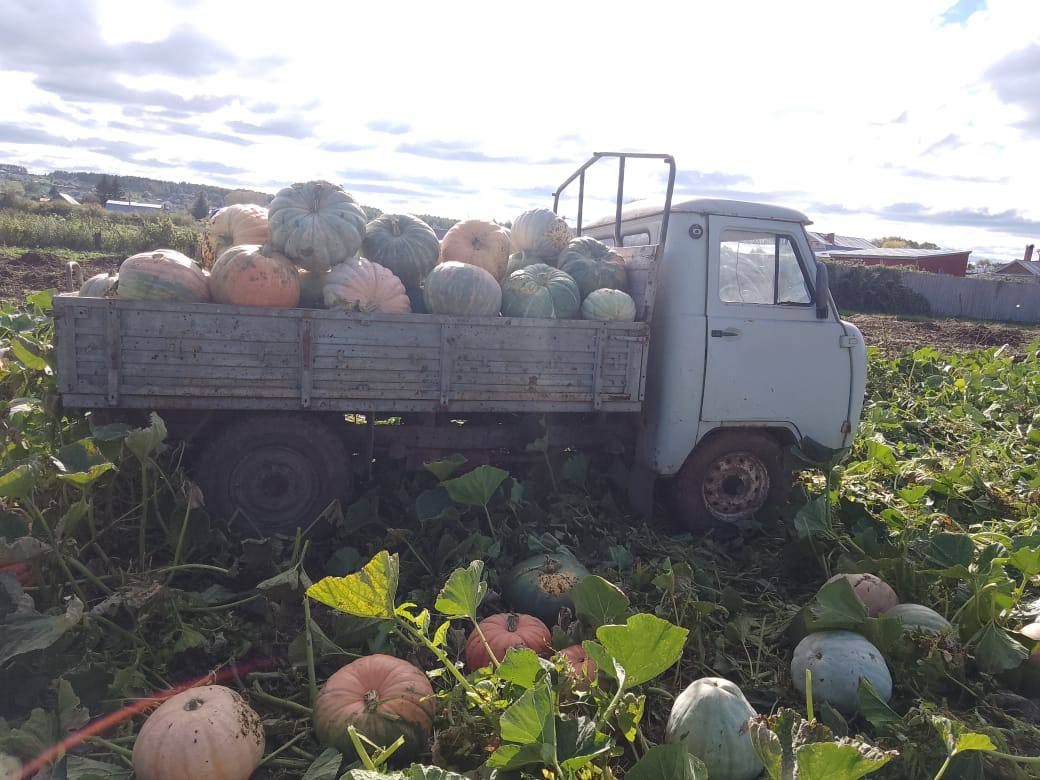 Олы Яке авылында гаять зур кабаклар үстергәннәр