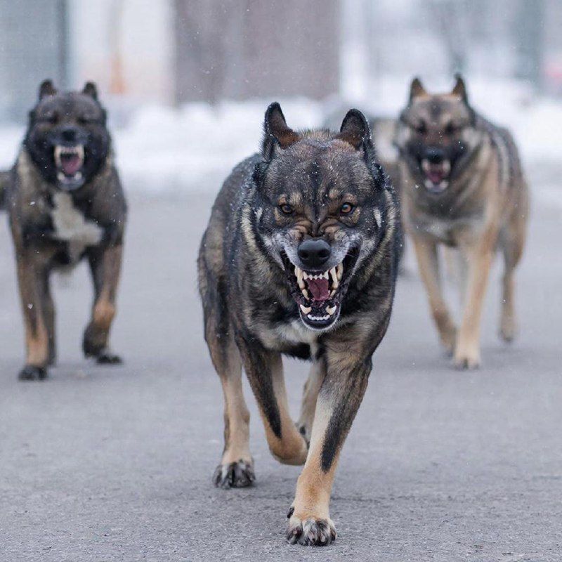 Яшел Үзән тимер юл станциясендә этләр төркеме балалы хатын-кызга ташланган