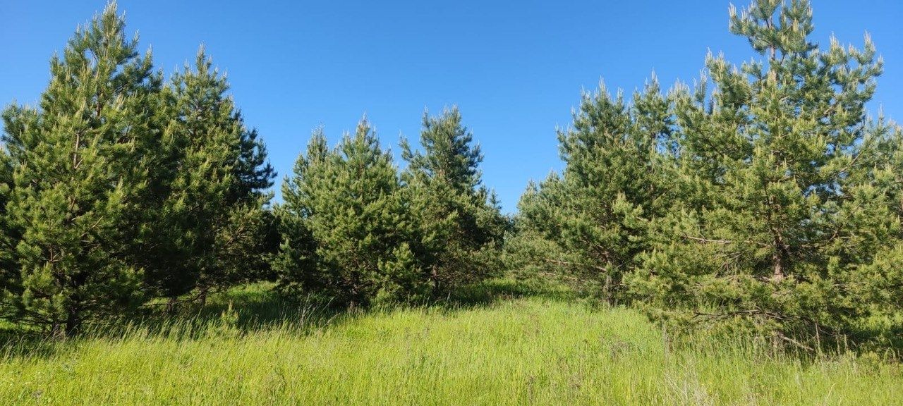 Олы Яке авылында нарат күркәсеннән кайнатма әзерләргә яраталар