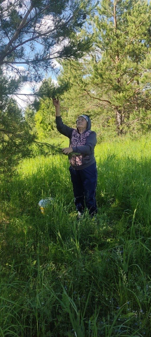 Олы Яке авылында нарат күркәсеннән кайнатма әзерләргә яраталар