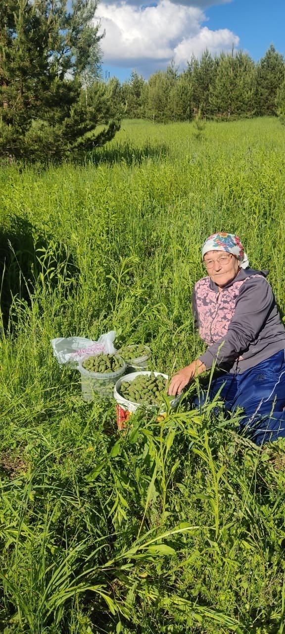 Олы Яке авылында нарат күркәсеннән кайнатма әзерләргә яраталар