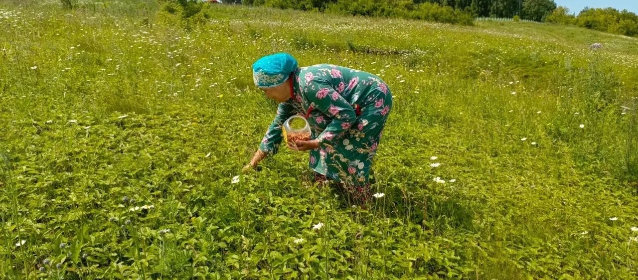 Җәй уртасы, туган көн һәм дару үләннәре: «Хәзинә» коллективы табигать кочагында