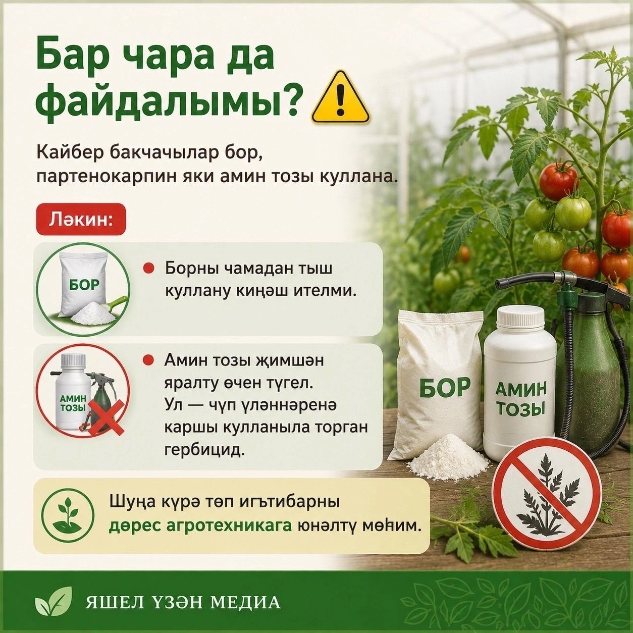 Помидор уңышын ничек арттырырга?