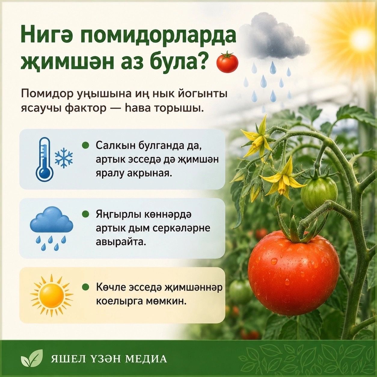 Помидор уңышын ничек арттырырга?