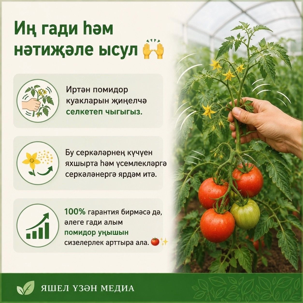 Помидор уңышын ничек арттырырга?