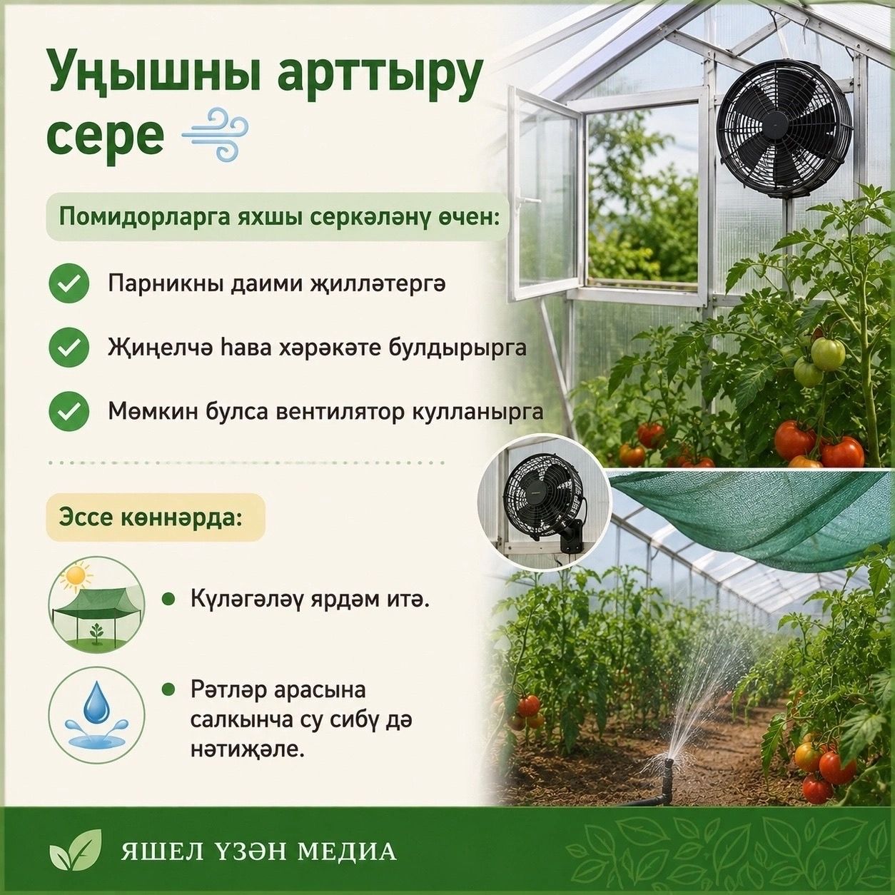Помидор уңышын ничек арттырырга?