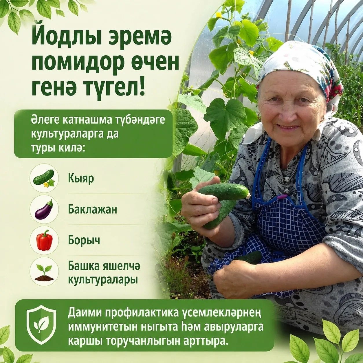 Помидорларыгыз мул уңыш бирсен дисәгез, бу киңәшләрне саклап куегыз