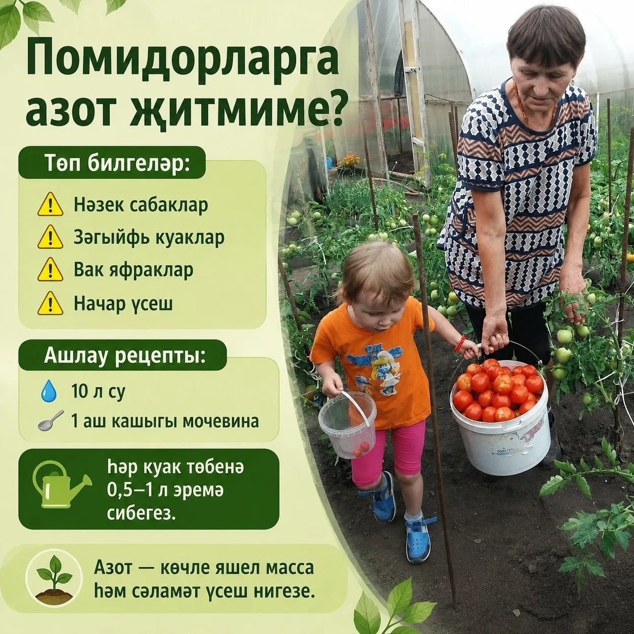 Помидорларыгыз мул уңыш бирсен дисәгез, бу киңәшләрне саклап куегыз