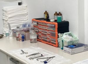 Татарстанда сезон башыннан бирле талпан боррелиозының 10 очрагы теркәлгән