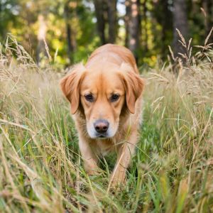 Эт хуҗасына кеше башы сөяге алып кайткан