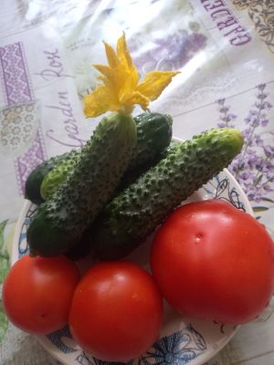 Бакчаңдагысына ни җитә: Укучыбыз язмасы