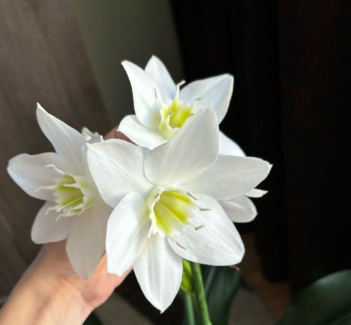 Гөлләребез күз явын алырлык итеп чәчәк атсын!