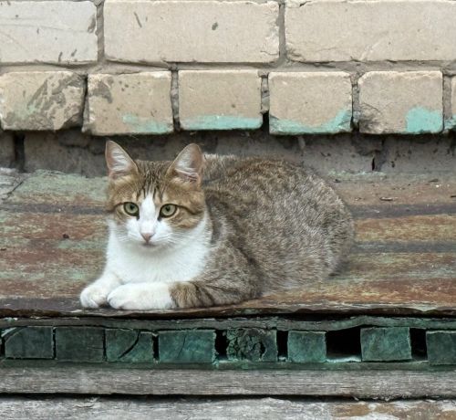 Котырган песи хуҗасына ташланган