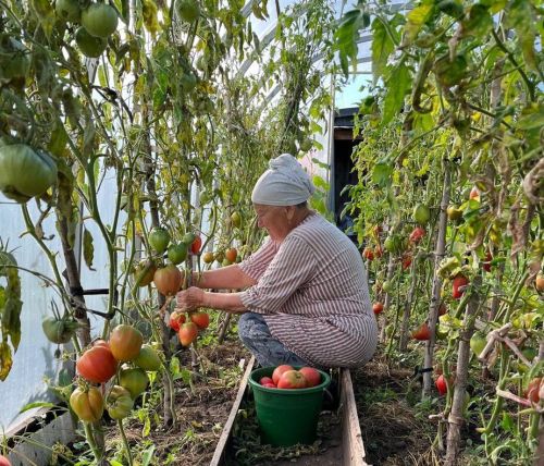Помидорны ничек тизрәк өлгертергә?