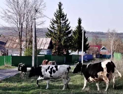 Гасырлар традициясенə тугрылык: Бәчек авылында хуҗалык көтүе чыкты