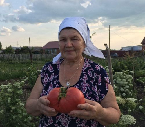 Помидорыгыз кызарсын өчен шәп киңәш