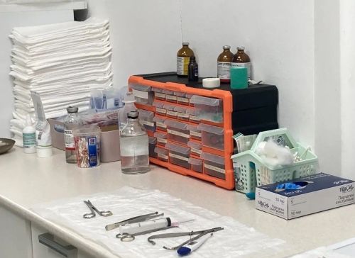 Татарстанда сезон башыннан бирле талпан боррелиозының 10 очрагы теркәлгән