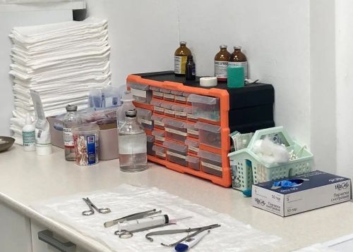 Татарстанда сезон башыннан бирле талпан боррелиозының 10 очрагы теркәлгән