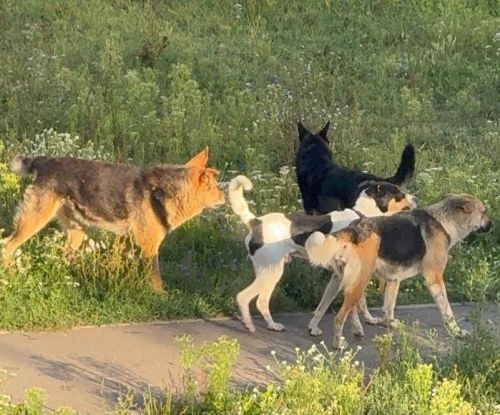 Төзүчеләр проспектында 2 яшьлек кызны эт тешләгән