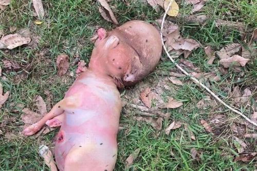 Таиландта йонсыз һәм кеше башлы мутант бозау туган
