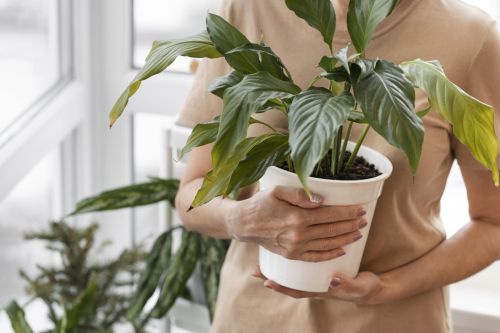 Гөлләр, ботаклар тиз тамырлануын теләсәгез, түбәндәге киңәшне үтәгез