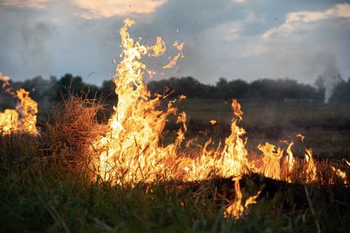 Татарстанда урманнарда янгын куркынычсызлыгы сезонына әзерлек башланды
